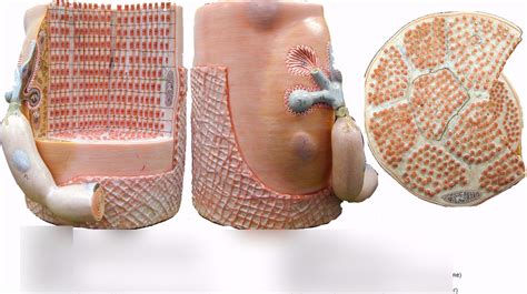 Microscopic Muscle Fibers model 2 Diagram | Quizlet