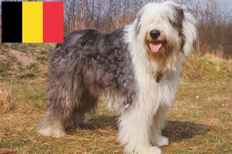 Éleveurs de bobtails et chiots en Belgique - DogWeb.fr