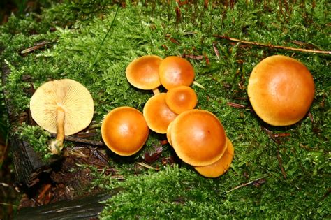 Гимнопил проникающий (Gymnopilus penetrans) фото и описание