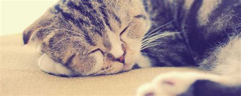 A chat about cat allergies – Doggie Dolittle