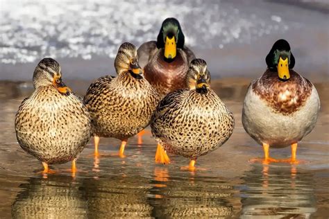 Pato É Vertebrado Ou Invertebrado - ANIMALES VERTEBRADOS » Características, Clasificación, Ejemplos