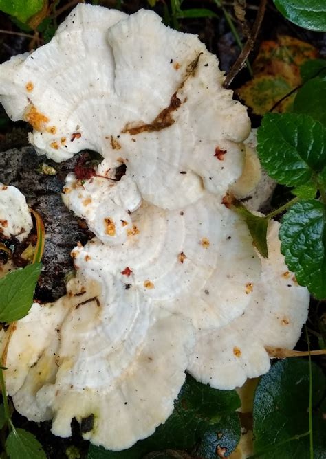 Траметес пушистый (Trametes pubescens) фото и описание