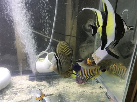 Keeping The Mysterious Moorish Idol | Reef2Reef