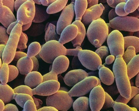 Yeast Cell Under Microscope