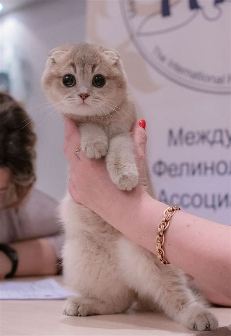 Ромарин - купить шотландскую в питомнике Москвы