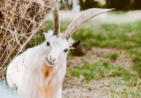 Whit and Beige Goat · Free Stock Photo
