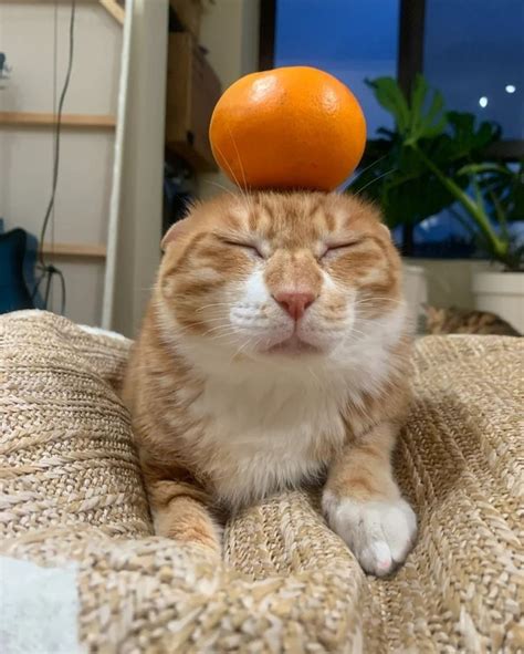 Pin by ‎ on rkive | Cat memes, Funny animals, Funny cute cats