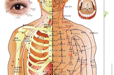 Kineska medicina | Poliklinika Anđelić i saradnici Kineska medicina