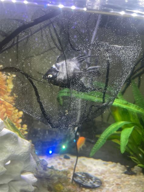 Fish Tanks for Beginners | Just found my angelfish on the floor of my