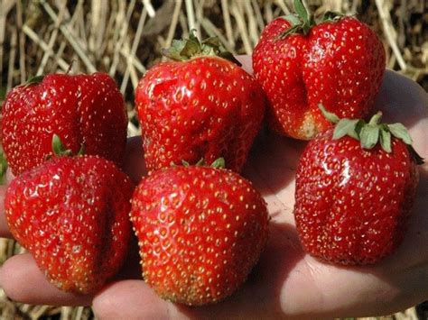 Самые крупные сорта клубники и описание сортов