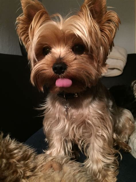 How To Give A Yorkie A Haircut