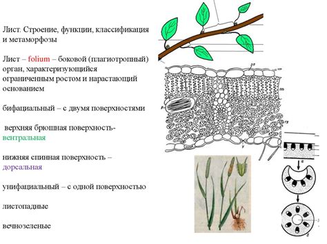Лист. Строение, функции, классификация и метаморфозы - презентация онлайн