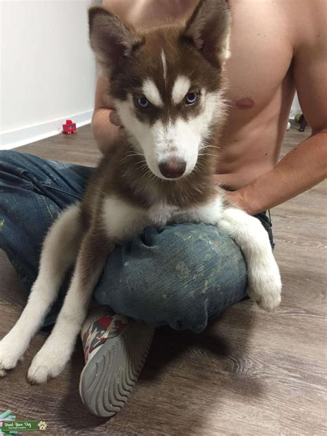 Red Siberian husky - Stud Dog in Ohio, the United States | Breed Your Dog