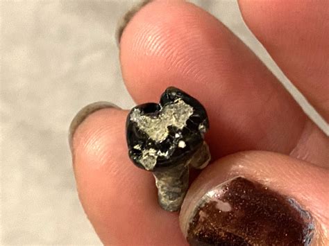 small mammal tooth  florida fossil id  fossil forum