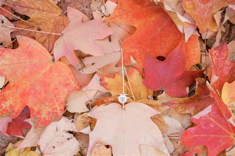 Washington, DC Proposal in Georgetown