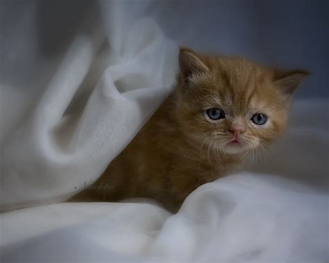 Снимки на много сладки котета-1 | Обич никога не стига...