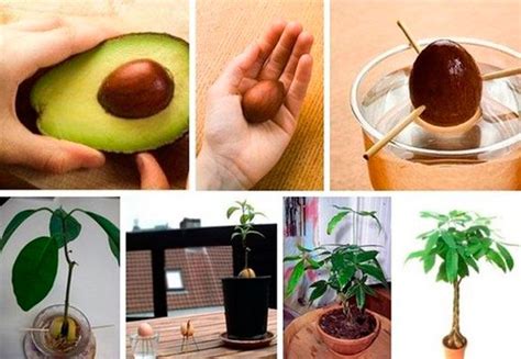 Выращивание авокадо в домашних условиях | Avocado pflanze, Avocado ...