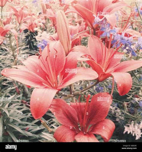 Lily field hi-res stock photography and images - Alamy