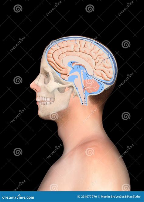 Diagram Illustrating Cerebrospinal Fluid CSF in the Brain Central