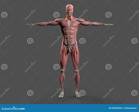 Human Anatomy with Front View of Full Body . Stock Illustration ...