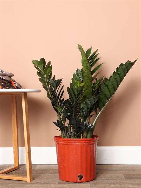 3-5 FT Black Raven ZZ Plant Delivered Next Day | NYC, NJ, CT, Boston