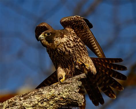 Huntley Meadows Park Photography | 7 Feb 25. Huntley Meadows