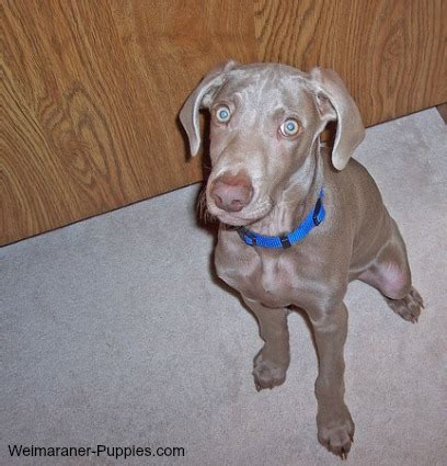 Obedience Training for Puppies - Weimaraner Puppies