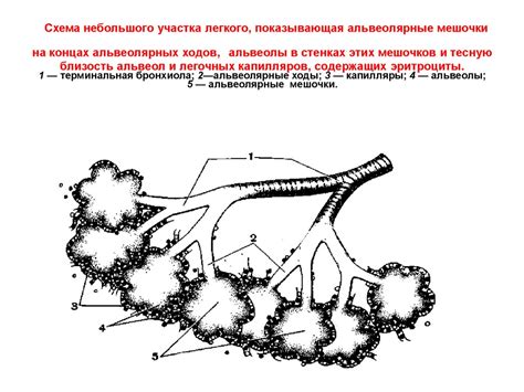 Система дыхания. Лекция 8 - презентация онлайн