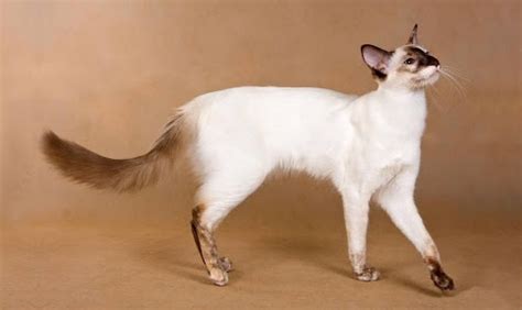 Seychellois Cat Breed Profile & Pet Care Guide