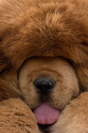 tibetan mastiff dog show  china  pictures world news  guardian