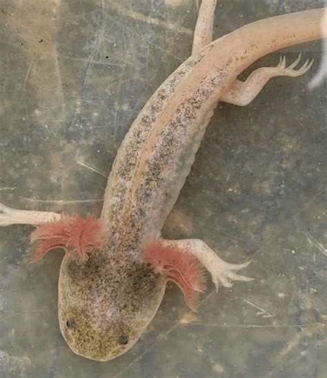 15+ Axolotl Colors: Common & Rare Types of Axolotl - More Reptiles