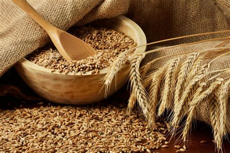 Wheat Allergy in Cats - Symptoms, Causes, Diagnosis, Treatment ...