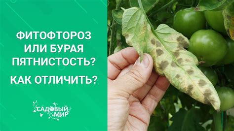 Фитофтороз или бурая пятнистость? Как отличить? - YouTube