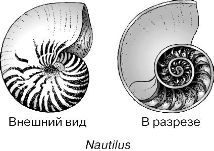 РАКОВИНЫ | Энциклопедия Кругосвет