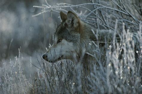 Picture by Jim and Jamie Dutcher - The world of wolves