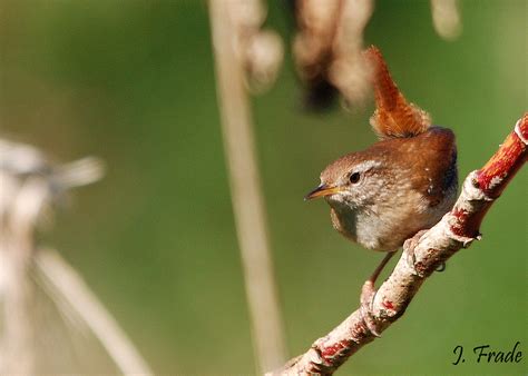 Troglodytes troglodytes | FCT VIVA