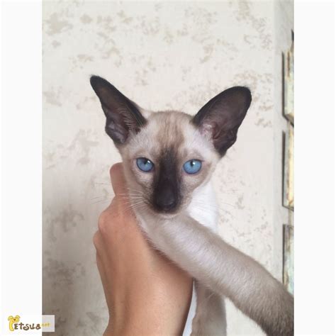 Продам сиамский котенок, купить сиамский котенок, Днепр — PetsUA