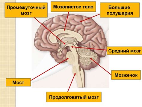 Большой (конечный) мозг - online presentation