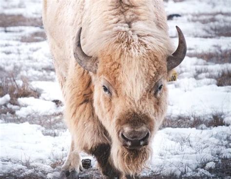 11 White Buffalo Meanings: Native American Symbolism