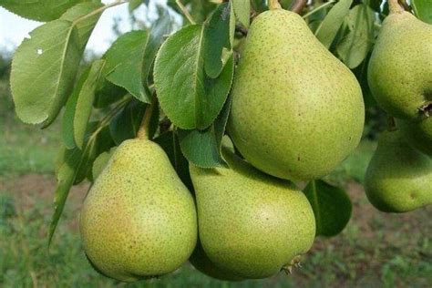 Груша Сказочная: описание сорта, фото, отзывы