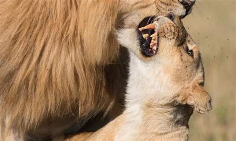 Lion - Mammals - South Africa