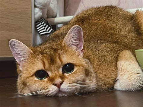 ☮️ Пирожопчек с Синнабонкой 🧡 on Twitter: "Можно подумать, что кошка ...
