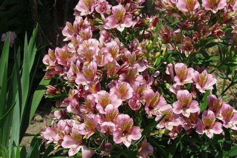 Альстромерия (60 фото) - виды, уход и выращивание