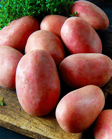 Семенной картофель Ред Фэнтези – купить в интернет-магазине Агро-Маркет24