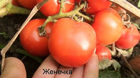 Томат Женечка: отзывы, фото выращенного урожая, советы тех, кто ...