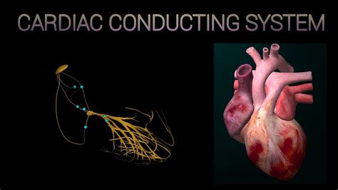 CARDIAC CONDUCTING SYSTEM | ANIMATION (3D) - YouTube