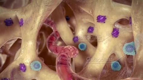 osteocytes basic cells bone matrix cycle stock illustration