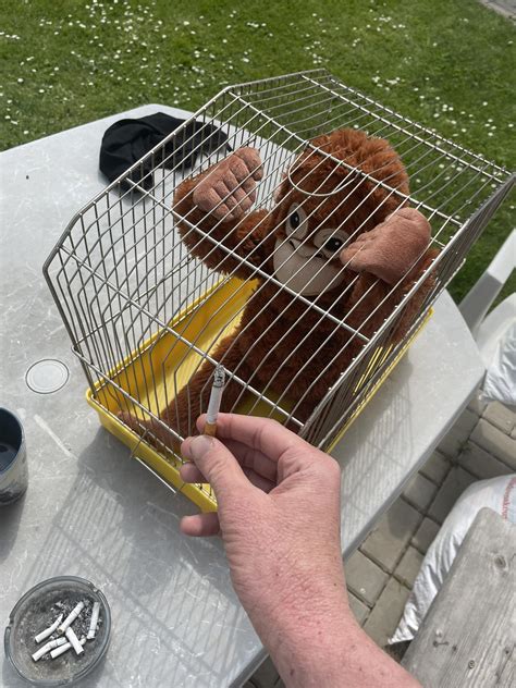 nicotine addicted orangutan during rehab : r/djungelskogorangutan