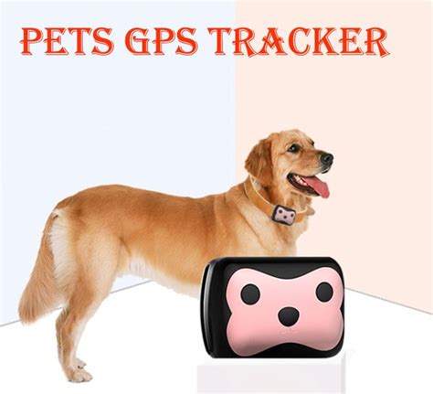Что такое собачий GPS-трекер и для чего он нужен: обзор лучших навигаторов