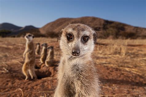 特集ギャラリー：強い雌に率いられて変化に立ち向かうミーアキャット 写真と図解15点（2026年1月号） | ナショナルジオグラフィック日本版サイト